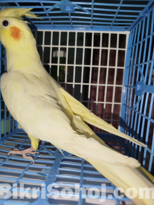 ককাটেল ফিমেল পাখি